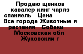 Продаю щенков кавалер кинг чарлз спаниель › Цена ­ 40 000 - Все города Животные и растения » Собаки   . Московская обл.,Жуковский г.